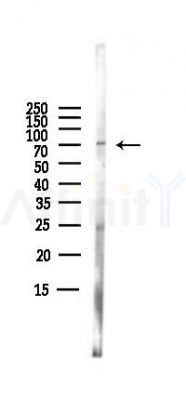 Phospho-CDC25A (Ser76) Antibody - Western blot analysis of lysates from PC12 cells(LPS,4h treatment), using Phospho-CDC25A (Ser76) Antibody at 1/1000 dilution.