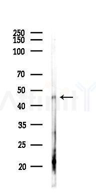 Phospho-TDP43 (Ser409/Ser410) Antibody - Western blot analysis of lysates from Mouse liver, using Phospho-TDP43 (Ser409/Ser410) Antibody at 1/1000 dilution.