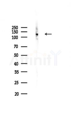 Phospho-MCM2 (Ser108) Antibody - Western blot analysis of lysates from K562 cells(UV,30min treatment), using Phospho-MCM2 (Ser108) Antibody at 1/1000 dilution.