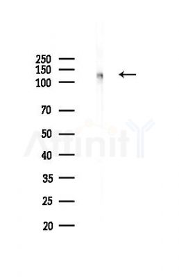 Phospho-MCM2 (Ser108) Antibody - Western blot analysis of lysates from Mouse testis, using Phospho-MCM2 (Ser108) Antibody at 1/1000 dilution.