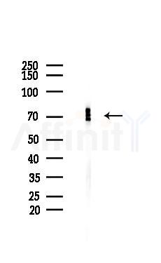 Phospho-CRMP2 (Ser522) Antibody - Western blot analysis of lysates from Mouse brain, using Phospho-CRMP2 (Ser522) Antibody at 1/1000 dilution.