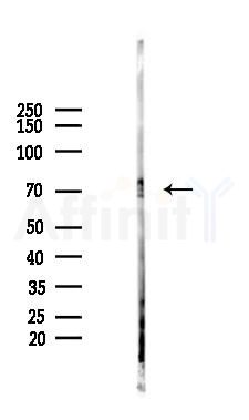 Phospho-Tau (Thr217/Thr534) Antibody - Western blot analysis of lysates from Mouse brain, using Phospho-Tau (Thr217/Thr534) Antibody at 1/1000 dilution.