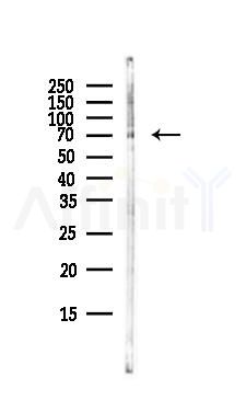 Phospho-C-RAF (Ser642) Antibody - Western blot analysis of lysates from RAW264.