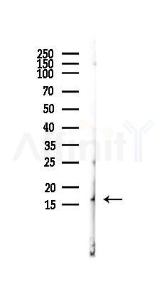 Phospho-PEA15 (Ser104) Antibody - Western blot analysis of lysates from PC12 cells(LPS,4h treatment), using Phospho-PEA15 (Ser104) Antibody at 1/1000 dilution.