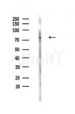 Phospho-p63 (Ser395) Antibody - Western blot analysis of lysates from Mouse testis, using Phospho-p63 (Ser395) Antibody at 1/1000 dilution.