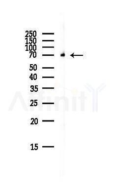 TORC2 Antibody - Western blot analysis of lysates from Mouse brain, using TORC2 Antibody at 1/1000 dilution.