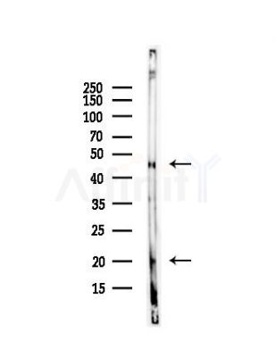 Cleaved-Caspase 1 (Asp296), p20 Antibody - Western blot analysis of lysates from Rat heart, using Cleaved-Caspase 1 (Asp296), p20 Antibody at 1/1000 dilution.