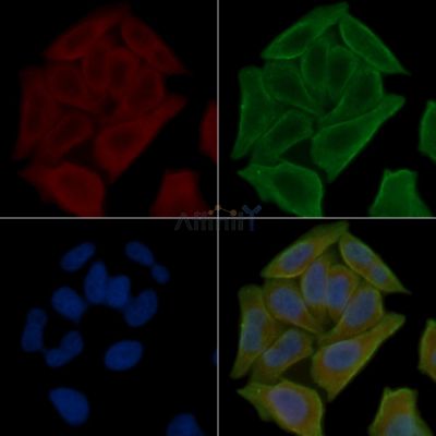 Niban Antibody - AF4008 staining Hela cells(30min of UV treatment) by IF/ICC.