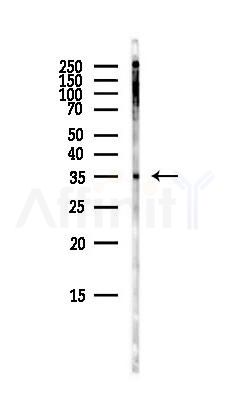 SOX2 Antibody - Western blot analysis of lysates from Mouse brain, using SOX2 Antibody at 1/1000 dilution.