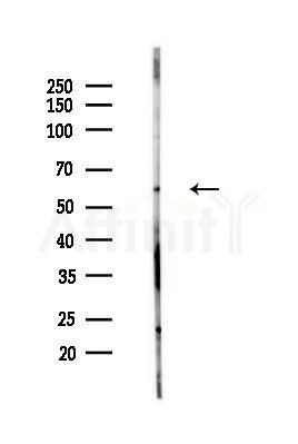 PKM2 Antibody - Western blot analysis of lysates from Mouse testis, using PKM2 Antibody at 1/1000 dilution.
