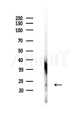 Myelin Basic Protein/MBP Antibody - Western blot analysis of lysates from Mouse testis, using Myelin Basic Protein/MBP Antibody at 1/1000 dilution.