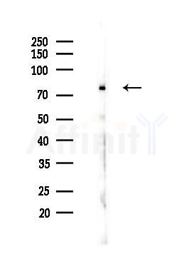 DDX4 Antibody - Western blot analysis of lysates from Mouse testis, using DDX4 Antibody at 1/1000 dilution.