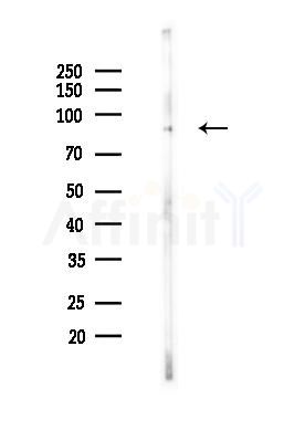 LGR5 Antibody - Western blot analysis of lysates from Mouse testis, using LGR5 Antibody at 1/1000 dilution.
