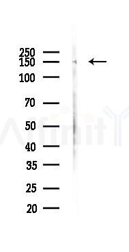 Phospho-PER2 (Ser662) Antibody - Western blot analysis of lysates from Rat lung, using Phospho-PER2 (Ser662) Antibody at 1/1000 dilution.