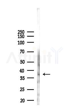 Phospho-DUSP1/MKP1 (Ser359) Antibody - Western blot analysis of lysates from Mouse testis, using Phospho-DUSP1/MKP1 (Ser359) Antibody at 1/1000 dilution.