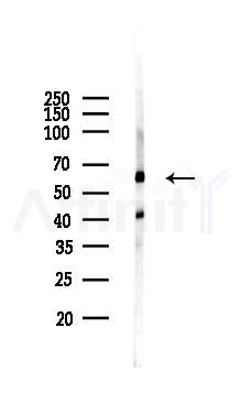 NCF2 Antibody - Western blot analysis of lysates from Mouse lung, using NCF2 Antibody at 1/1000 dilution.