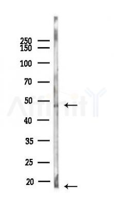 CD79B Antibody - Western blot analysis of lysates from Mouse testis, using CD79B Antibody at 1/1000 dilution.