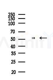 alpha Tubulin Antibody - Western blot analysis of lysates from Mouse lung, using alpha Tubulin Antibody at 1/1000 dilution.