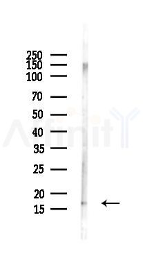 Histone H3 Antibody - Western blot analysis of lysates from Mouse lung, using Histone H3 Antibody at 1/1000 dilution.