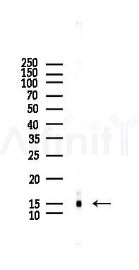 Histone H4 Antibody - Western blot analysis of lysates from HUVEC cells(LPS, 4h treatment), using Histone H4 Antibody at 1/1000 dilution.