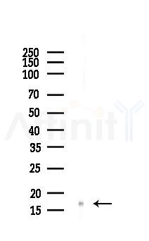 Histone H3 Antibody - Western blot analysis of lysates from Mouse lung, using Histone H3 Antibody at 1/1000 dilution.