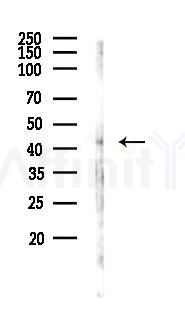 p53 Antibody - Western blot analysis of lysates from Mouse lung, using p53 Antibody at 1/1000 dilution.