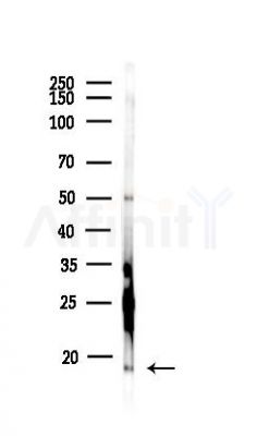 Histone H3 Antibody - Western blot analysis of lysates from PC12 cells, using Histone H3 Antibody at 1/1000 dilution.