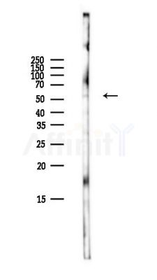 Cyclin B1 Antibody - Western blot analysis of lysates from Mouse brain, using Cyclin B1 Antibody at 1/1000 dilution.
