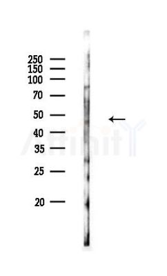 Cyclin E1 Antibody - Western blot analysis of lysates from PC12 cells, using Cyclin E1 Antibody at 1/1000 dilution.
