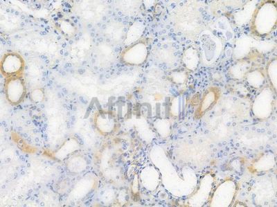 SYK Antibody - AF4732 at 1/100 staining human normal kidney tissue by IHC-P.