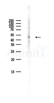 CDK9 Antibody - Western blot analysis of lysates from Mouse brain, using CDK9 Antibody at 1/1000 dilution.