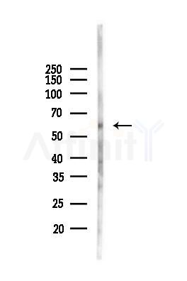PTEN Antibody - Western blot analysis of lysates from Mouse brain, using PTEN Antibody at 1/1000 dilution.