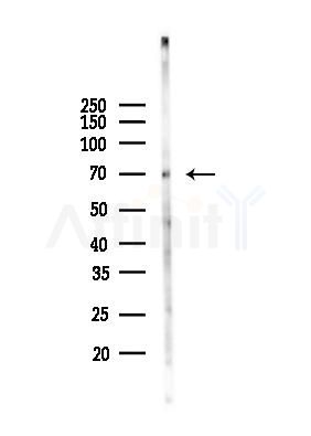 MUNC-18a Antibody - Western blot analysis of lysates from Mouse brain, using MUNC-18a Antibody at 1/1000 dilution.