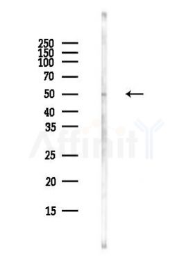 CDC20 Antibody - Western blot analysis of lysates from MCF7 cells(heat-shock,45min treatment), using CDC20 Antibody at 1/1000 dilution.