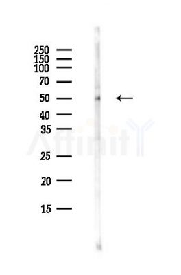 CDC20 Antibody - Western blot analysis of lysates from COLO205 cells(heat-shock,45min treatment), using CDC20 Antibody at 1/1000 dilution.