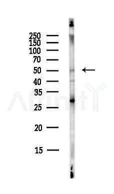 Mnk1 Antibody - Western blot analysis of lysates from HepG2 cells(LPS,4h treatment), using Mnk1 Antibody at 1/1000 dilution.