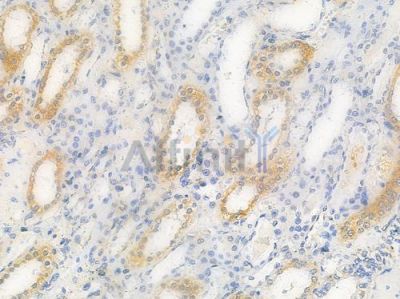 DAPP1/BAM32 Antibody - AF4802 at 1/100 staining human normal kidney tissue by IHC-P.
