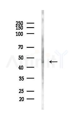 GSK3 beta Antibody - Western blot analysis of lysates from PC12 cells(LPS,4h treatment), using GSK3 beta Antibody at 1/1000 dilution.