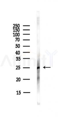 IL1 beta Antibody - Western blot analysis of lysates from HepG2 cells(LPS,4h treatment), using IL1 beta Antibody at 1/1000 dilution.