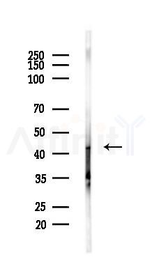 Cytokeratin 19 Antibody - Western blot analysis of lysates from MDA-MB-231 cells(heat-shock,45min treatment), using Cytokeratin 19 Antibody at 1/1000 dilution.