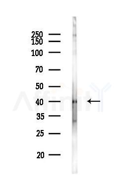 XBP1 Antibody - Western blot analysis of lysates from Rat lung, using XBP1 Antibody at 1/1000 dilution.