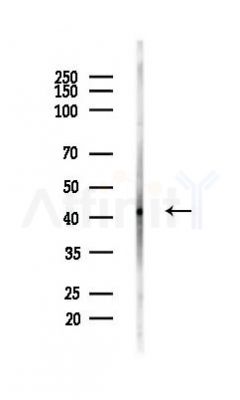 XBP1 Antibody - Western blot analysis of lysates from Mouse testis, using XBP1 Antibody at 1/1000 dilution.