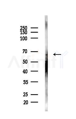 Angiopoietin 2 Antibody - Western blot analysis of lysates from Mouse testis, using Angiopoietin 2 Antibody at 1/1000 dilution.