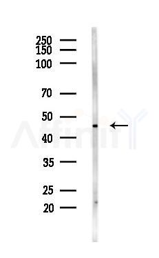 NGFR Antibody - Western blot analysis of lysates from Mouse testis, using NGFR Antibody at 1/1000 dilution.