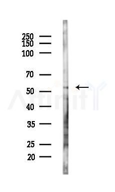 Beclin 1 Antibody - Western blot analysis of lysates from Mouse testis, using Beclin 1 Antibody at 1/1000 dilution.