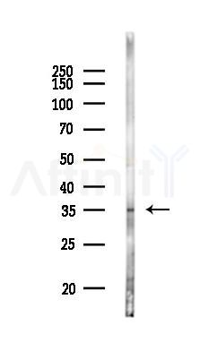 Caspase 4 Antibody - Western blot analysis of lysates from Mouse lung, using Caspase 4 Antibody at 1/1000 dilution.