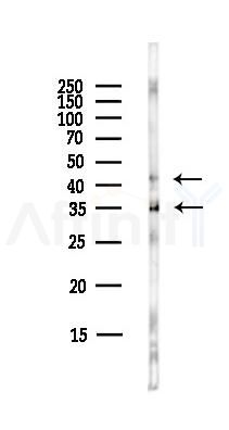 Caspase 4 Antibody - Western blot analysis of lysates from HepG2 cells(LPS,4h treatment), using Caspase 4 Antibody at 1/1000 dilution.