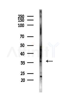 Heme oxygenase 2 Antibody - Western blot analysis of lysates from Mouse testis, using Heme oxygenase 2 Antibody at 1/1000 dilution.