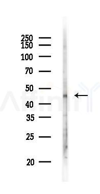 Smad7 Antibody - Western blot analysis of lysates from Mouse lung, using Smad7 Antibody at 1/1000 dilution.