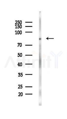 EZH2 Antibody - Western blot analysis of lysates from PC12 cells(LPS,4h treatment), using EZH2 Antibody at 1/1000 dilution.
